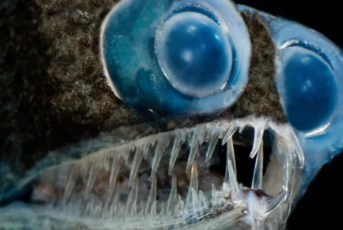 Framed Print : Telescopefish (Gigantura sp.)