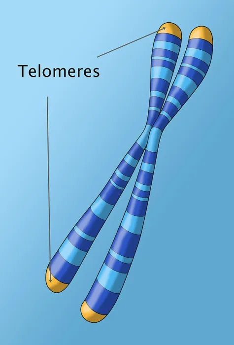 Framed Print : Telomeres, Illustration Framed Print : Telomeres, Illustration
