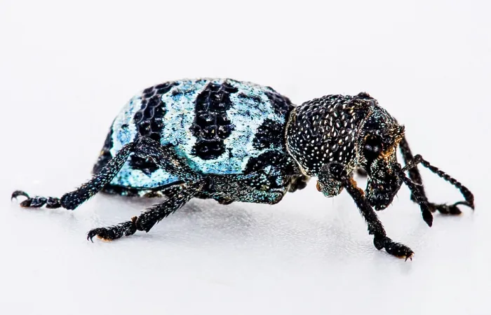 Framed Print : Temperate Rainforest Weevil (Aegorhinus phaleratus)