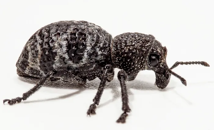 Framed Print : Temperate Rainforest Weevil (Aegorhinus phaleratus)