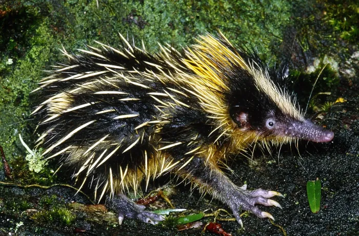 Framed Print : Tenrec (Hemicentetes semispinosus), Madagascar Framed Print : Tenrec (Hemicentetes semispinosus), Madagascar
