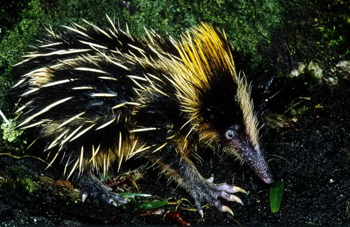 Framed Print : Tenrec. Lowland Streaked Tenrec (Hemicentetes semispinosus), Madagascar Framed Print : Tenrec. Lowland Streaked Tenrec (Hemicentetes semispinosus), Madagascar