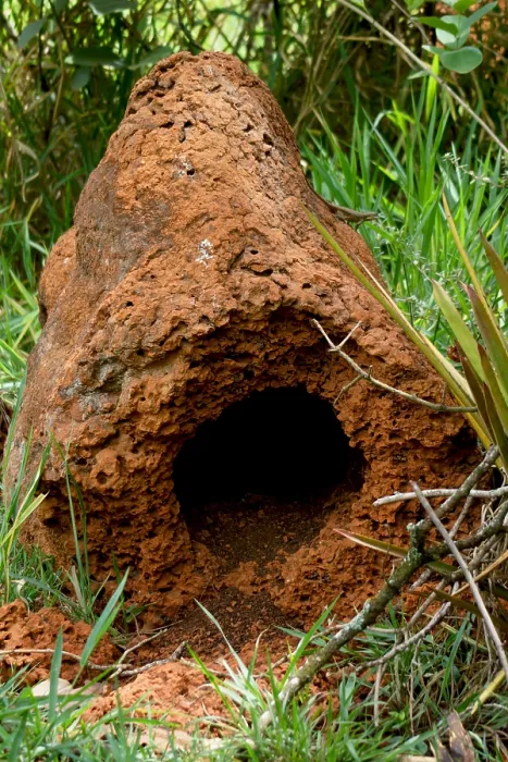 Framed Print : Termite Mound in Brazil Framed Print : Termite Mound in Brazil