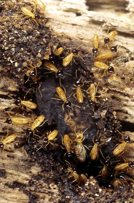 Framed Print : Termites (Nasutitermes sp.) The solider termites have nozzle-shaped heads Framed Print : Termites (Nasutitermes sp.) The solider termites have nozzle-shaped heads