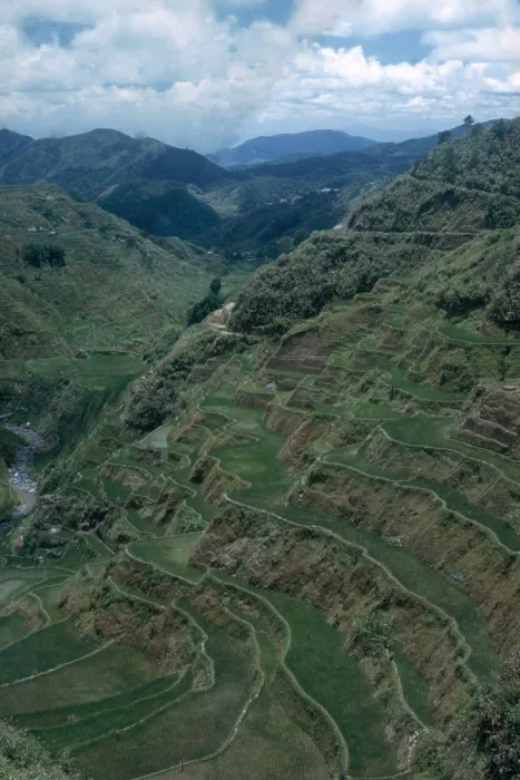 Framed Print : Terraces of Rice