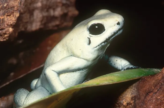 Framed Print : Terrible Poison Frog Framed Print : Terrible Poison Frog