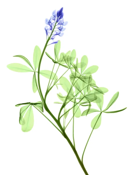 Framed Print : Texas Bluebonnets, X-ray Framed Print : Texas Bluebonnets, X-ray