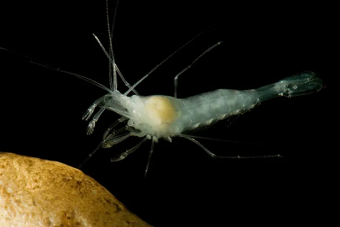 Framed Print : Texas Cave Shrimp Framed Print : Texas Cave Shrimp