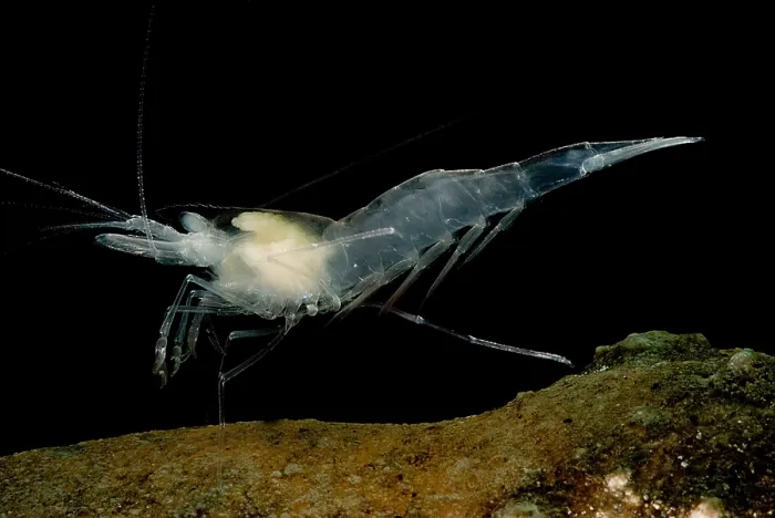 Framed Print : Texas Cave Shrimp