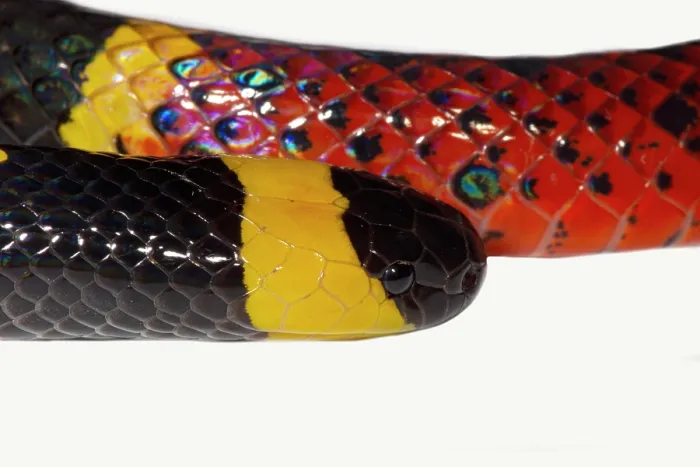 Framed Print : Texas Coral Snake (Micrurus tener) Framed Print : Texas Coral Snake (Micrurus tener)