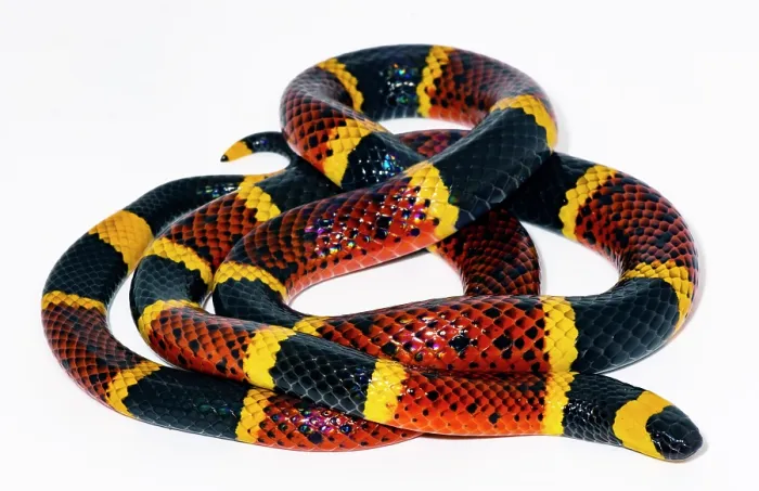 Framed Print : Texas Coral Snake (Micrurus tener) Framed Print : Texas Coral Snake (Micrurus tener)