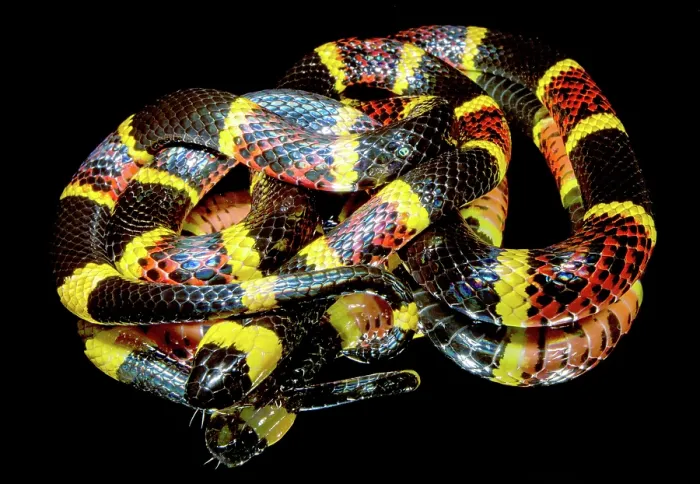 Framed Print : Texas Coral Snake (Micrurus tener) Framed Print : Texas Coral Snake (Micrurus tener)