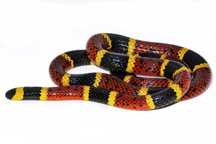 Framed Print : Texas Coral Snake (Micrurus tener) Framed Print : Texas Coral Snake (Micrurus tener)