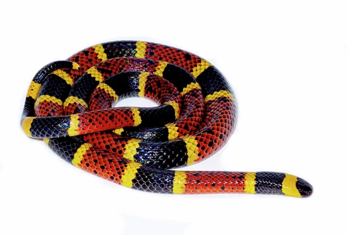 Framed Print : Texas Coral Snake (Micrurus tener) Framed Print : Texas Coral Snake (Micrurus tener)