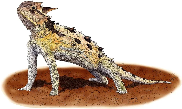 Framed Print : Texas Horned Lizard Framed Print : Texas Horned Lizard