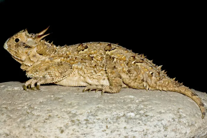Framed Print : Texas Horned Lizard (Phrynosoma cornutum) Framed Print : Texas Horned Lizard (Phrynosoma cornutum)