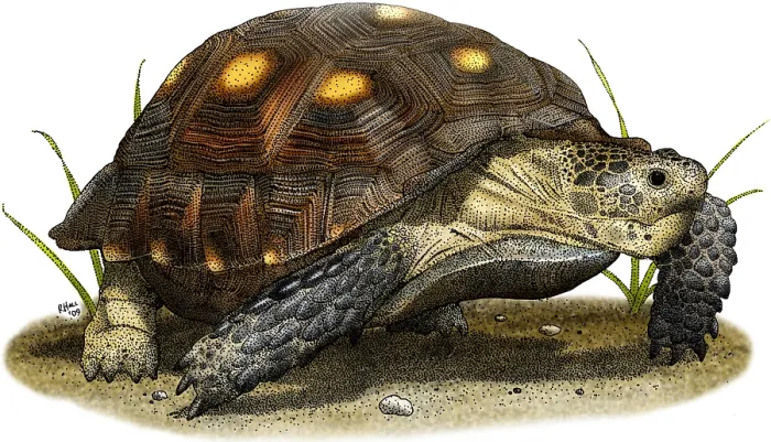 Framed Print : Texas Tortoise Framed Print : Texas Tortoise