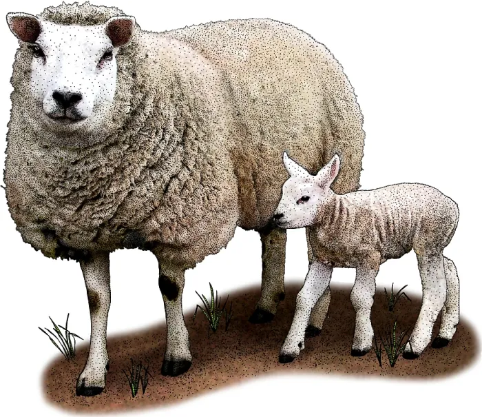Framed Print : Texel Sheep Framed Print : Texel Sheep