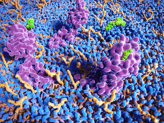 Framed Print : THC molecules binding to the cannabinoid receptor Framed Print : THC molecules binding to the cannabinoid receptor
