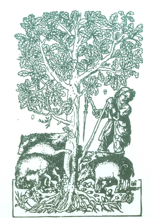 Framed Print : 'The Best Ham Grows On Oaks' Framed Print : 'The Best Ham Grows On Oaks'