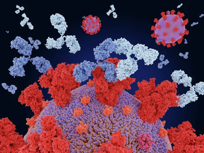 Framed Print : Therapeutic monoclonal antibody cocktail binding to coronaviruses
