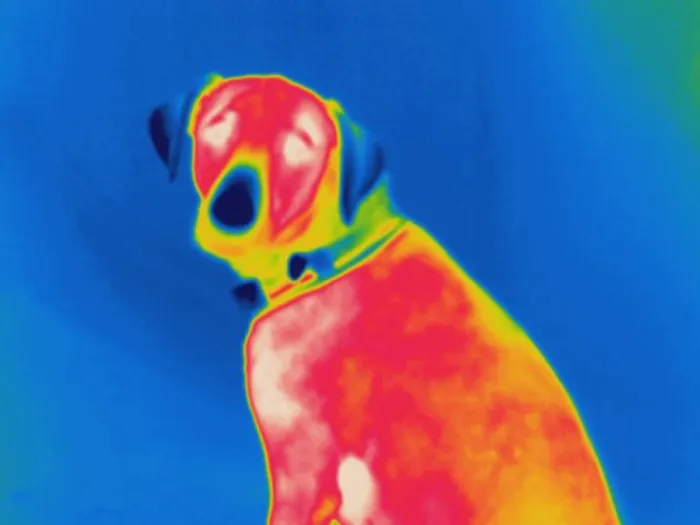 Framed Print : Thermogram of a dog Framed Print : Thermogram of a dog