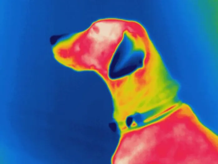 Framed Print : Thermogram of a dog Framed Print : Thermogram of a dog