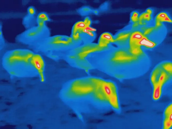 Framed Print : Thermogram of ducks Framed Print : Thermogram of ducks