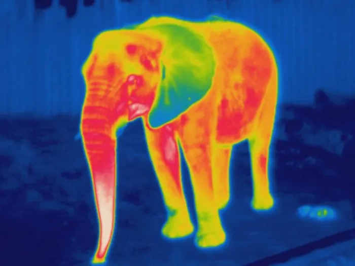 Framed Print : Thermogram of an elephant Framed Print : Thermogram of an elephant