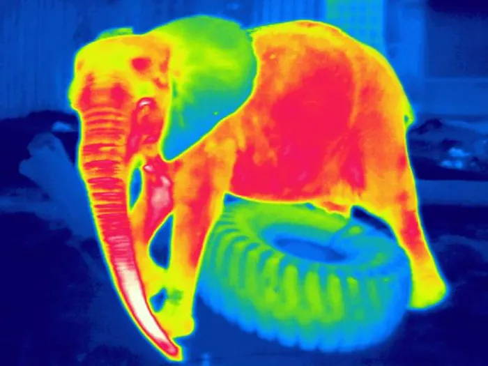 Framed Print : Thermogram of an elephant playing with tire Framed Print : Thermogram of an elephant playing with tire