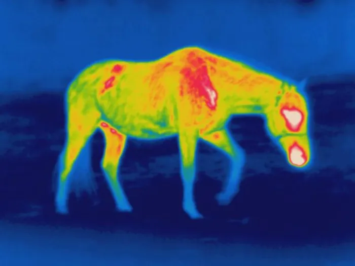 Framed Print : Thermogram of a horse