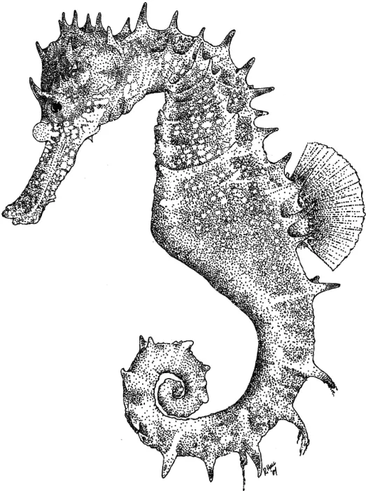 Framed Print : Thorny Seahorse Framed Print : Thorny Seahorse