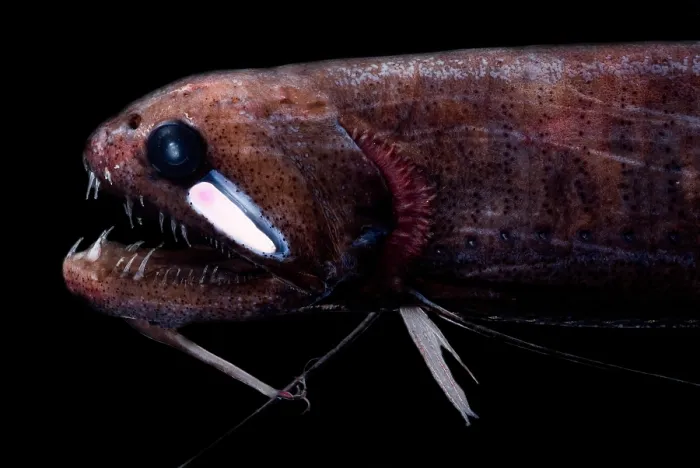 Framed Print : Threadfin Dragonfish Framed Print : Threadfin Dragonfish