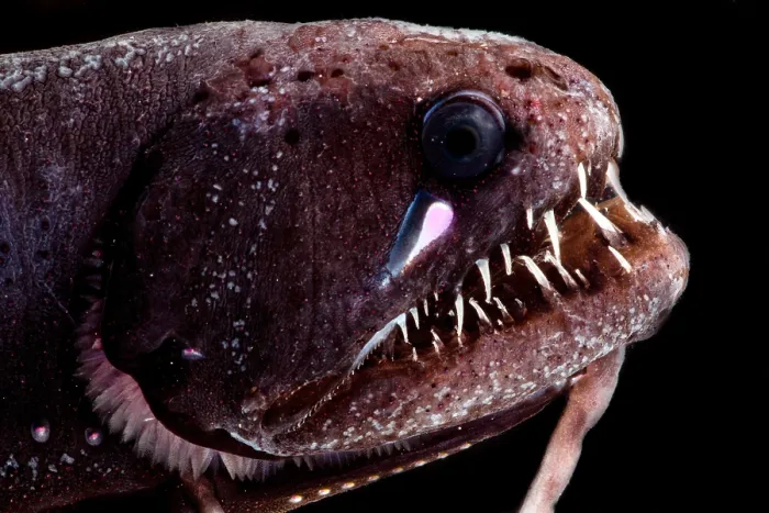 Framed Print : Threadfin Dragonfish Framed Print : Threadfin Dragonfish