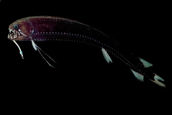 Framed Print : Threadfin Dragonfish (Echiostoma barbatum)