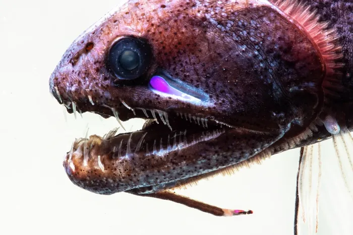 Framed Print : Threadfin Dragonfish, Echiostoma barbatum Framed Print : Threadfin Dragonfish, Echiostoma barbatum