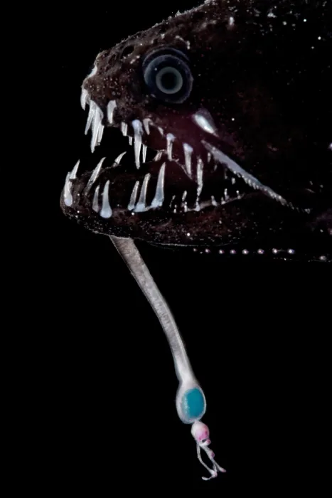 Framed Print : Threadfin Dragonfish (Echiostoma barbatum)