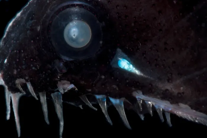 Framed Print : Threadfin Dragonfish (Echiostoma barbatum) Framed Print : Threadfin Dragonfish (Echiostoma barbatum)
