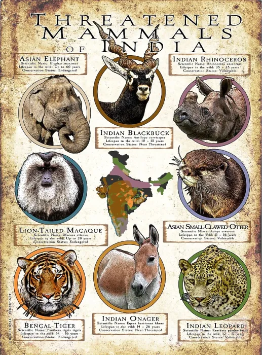Framed Print : Threatened Mammals of India
