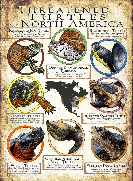 Framed Print : Threatened Turtles of North America Framed Print : Threatened Turtles of North America