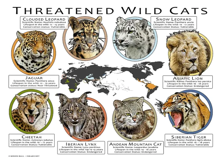 Framed Print : Threatened Wild Cats Framed Print : Threatened Wild Cats