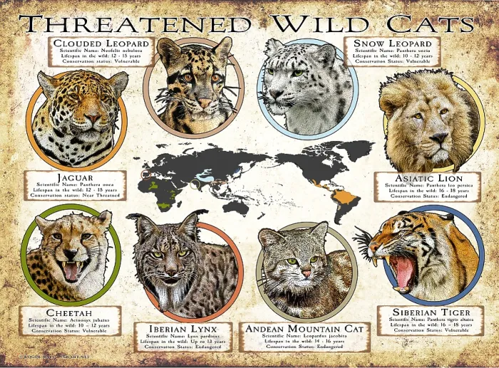 Framed Print : Threatened Wild Cats Framed Print : Threatened Wild Cats