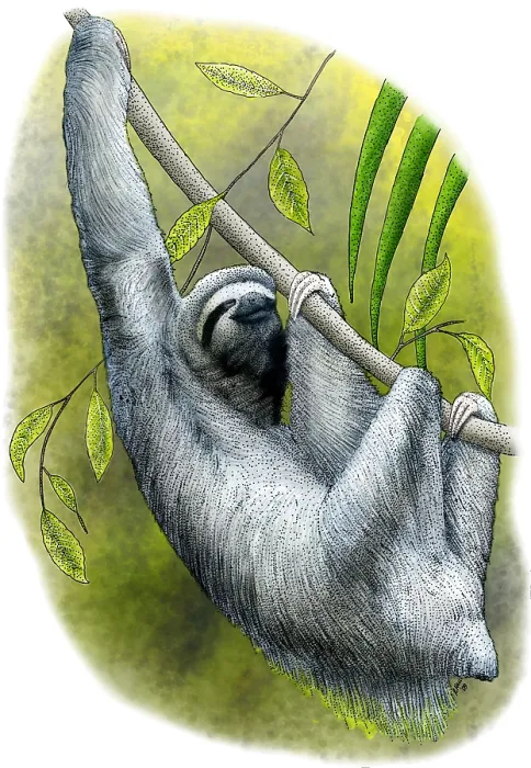 Framed Print : Three-toed Sloth Framed Print : Three-toed Sloth