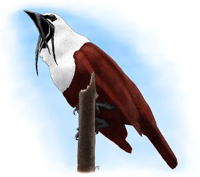 Framed Print : Three-wattled Bellbird Framed Print : Three-wattled Bellbird