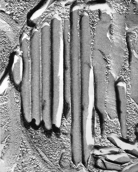 Framed Print : Thylakoid. Freeze fracture transmission electron micrograph of the inside Framed Print : Thylakoid. Freeze fracture transmission electron micrograph of the inside