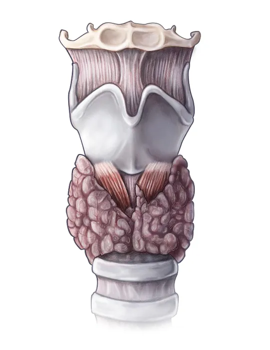 Framed Print : Thyroid Anatomy Framed Print : Thyroid Anatomy
