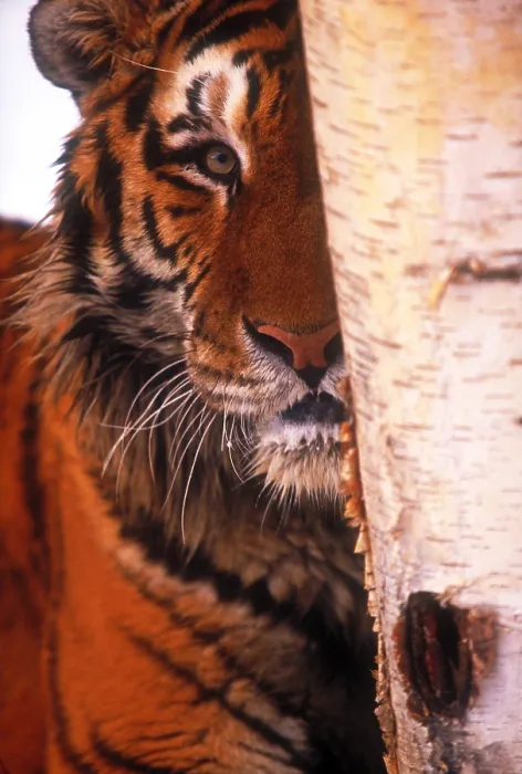 Framed Print : Tiger Framed Print : Tiger