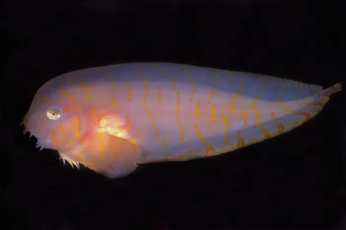 Framed Print : Tiger-Banded Snailfish