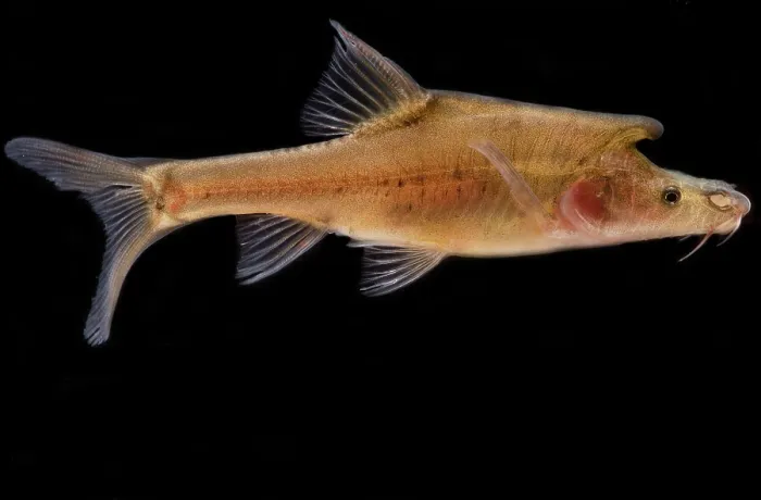 Framed Print : Tiled Golden-line Barbel (Sinocyclocheilus tilehornes) Framed Print : Tiled Golden-line Barbel (Sinocyclocheilus tilehornes)