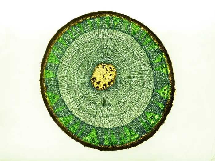 Framed Print : Tilia Stem, light micrograph Framed Print : Tilia Stem, light micrograph